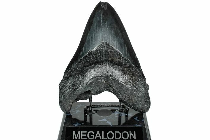 Fossil Megalodon Tooth - South Carolina #231755